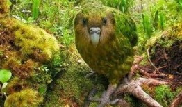 火影最新爆料内容鹦鹉,新篇章揭秘，神秘鹦鹉助力忍者世界风云变幻