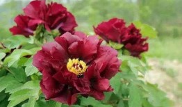 牡丹色主线最新爆料,揭秘最新爆料背后的精彩故事